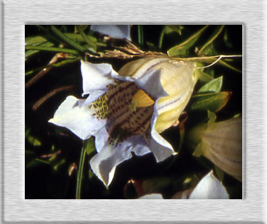 Gentiana acaulis / Genziana di Koch